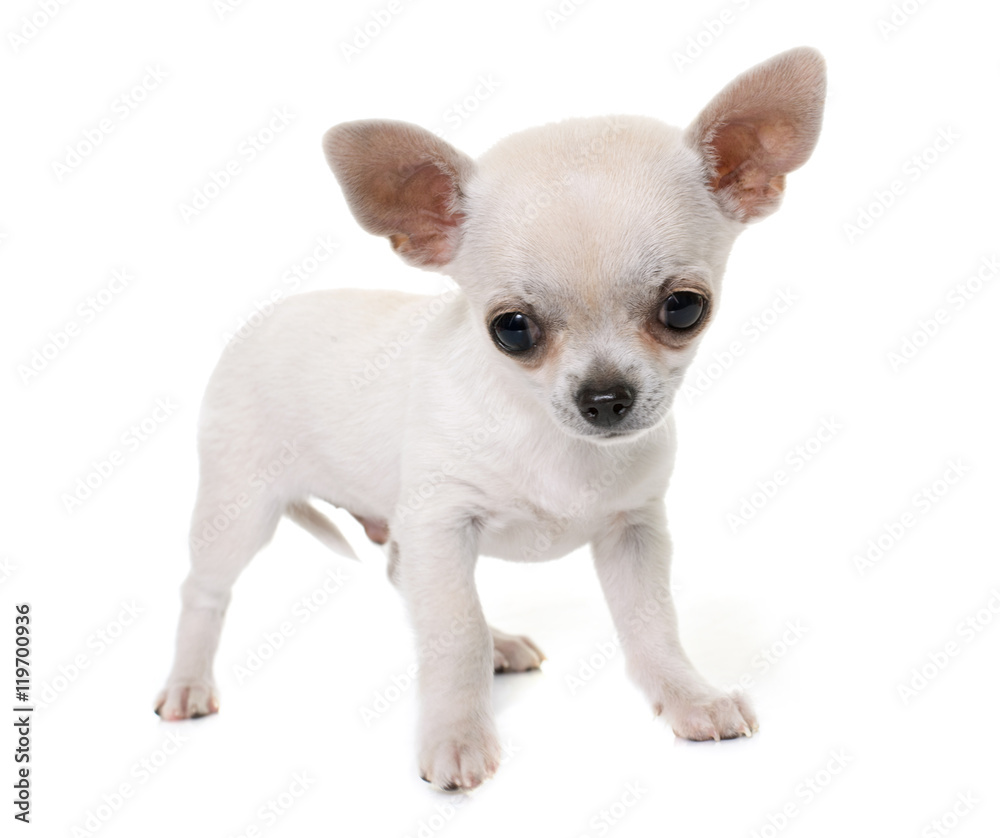 young chihuahua in studio