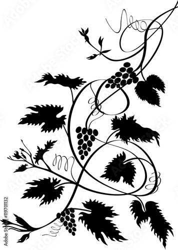 grape vines