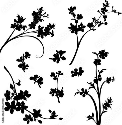 Apple blossom