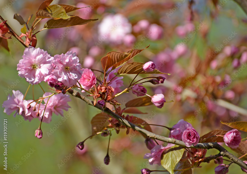 Branch of the blossoming Oriental cherry (Prunus serrulata Lindl Branch of the blossoming Oriental cherry (Prunus serrulata Lindl