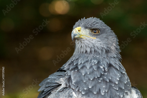 Black-chested buzzard-eagle - Geranoaetus melanoleucus photo