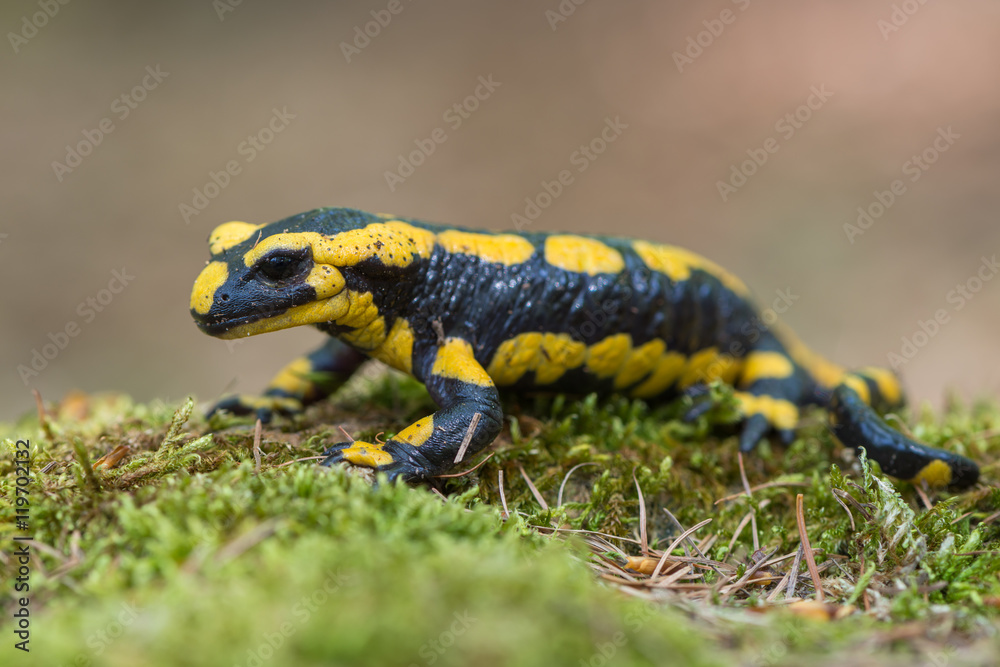 fire salamander fire salamander