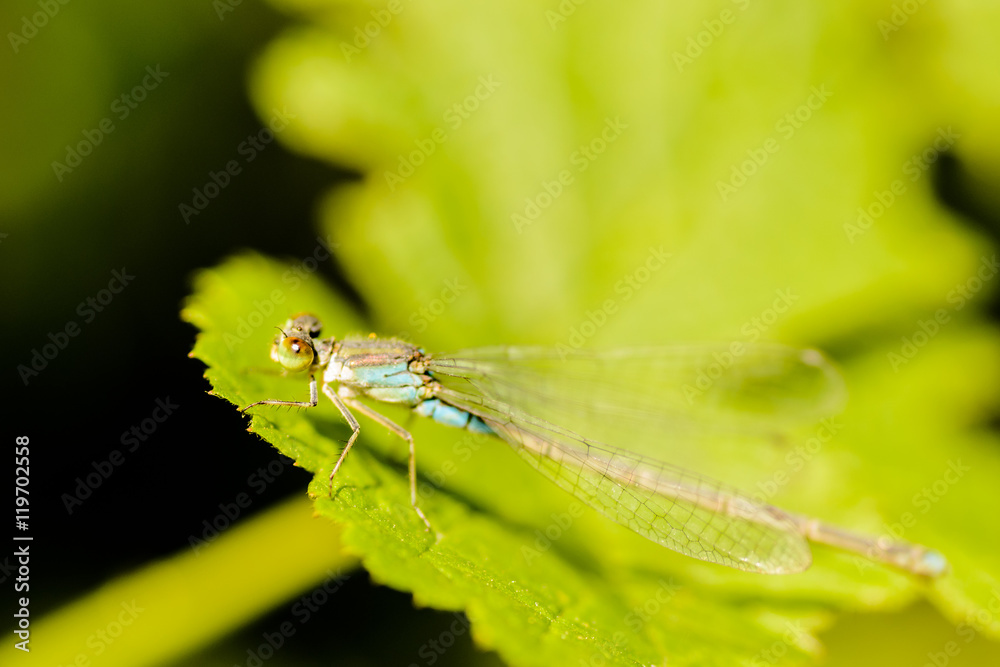 Dragonfly Dragonfly