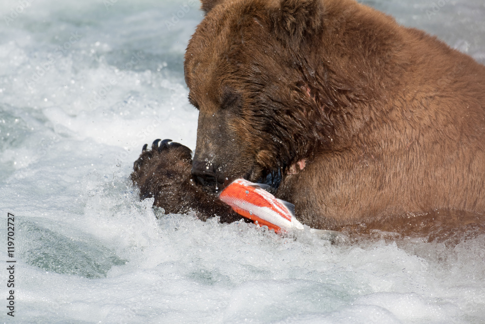 Fototapeta premium Alaskan brown bear eating salmon