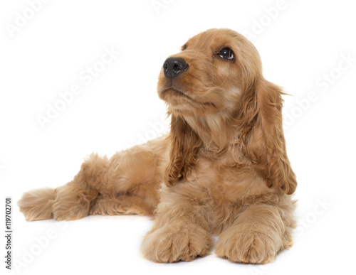 puppy cocker spaniel in studio