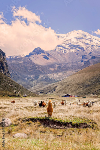 Small Herd Of Llamas Grazing