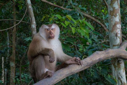 monkeys  playing on a tree branch