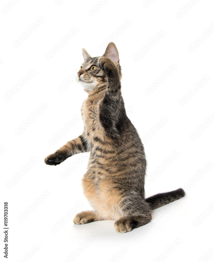 Cute tabby kitten on hind legs Cute tabby kitten on hind legs