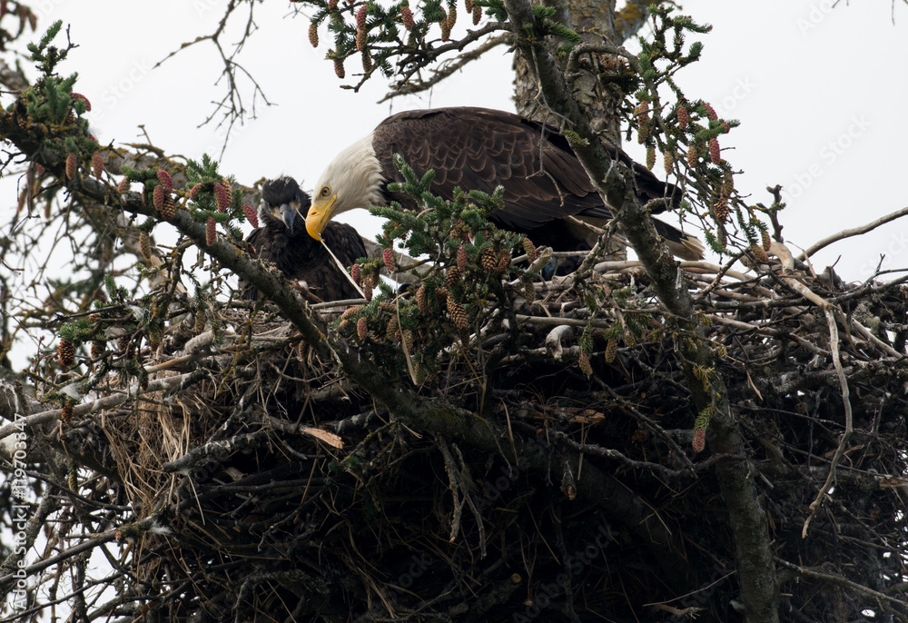 Bald eagle nest in Alaska Bald eagle nest in Alaska