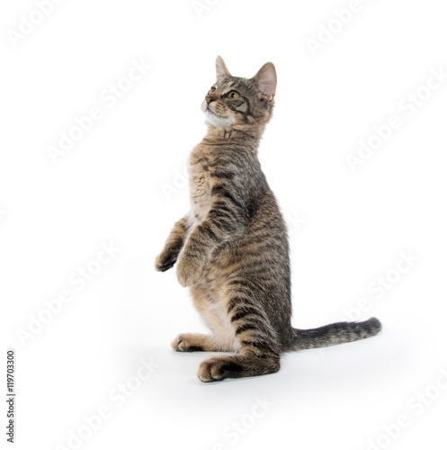 Cute tabby kitten on hind legs © Tony Campbell