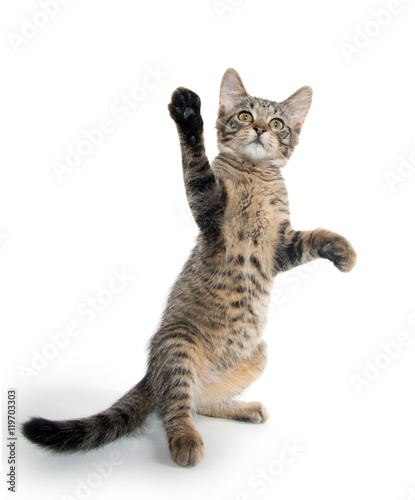 фотографія Cute tabby kitten on hind legs