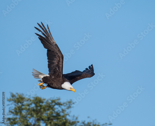 bald eagle taking flight from a tree