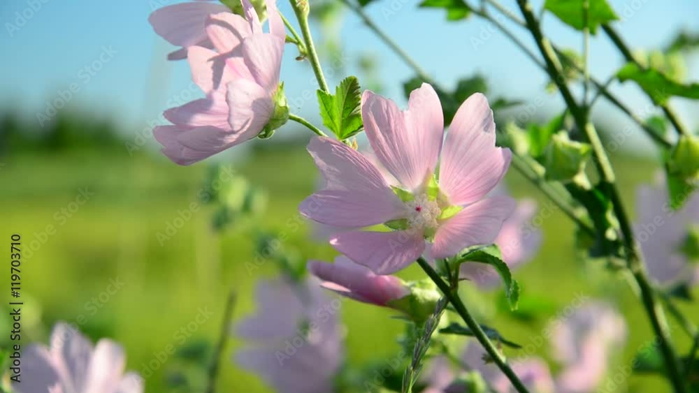 Purple pink meadow mallow flowers Malva close up Purple pink meadow mallow flowers Malva close up