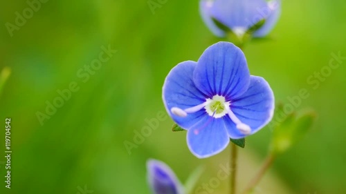 Gamander-Ehrenpreisblüte, Veronica chamaedrys,  photo