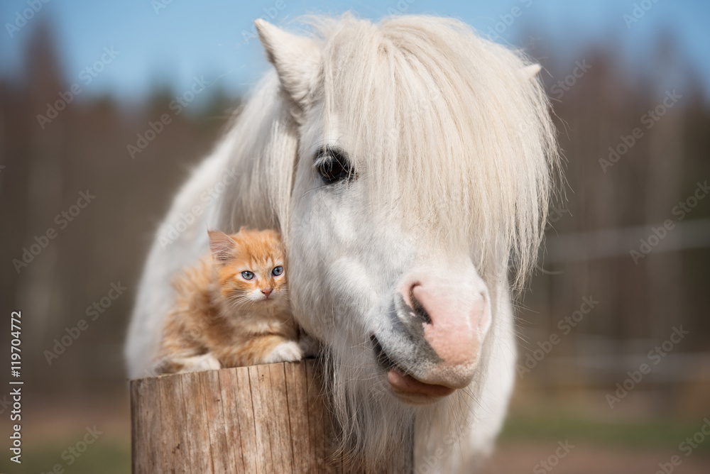 Foto Little red kitten with white shetland pony - Koop op
