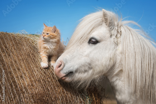 Little red kitten with white shetland pony © Rita Kochmarjova