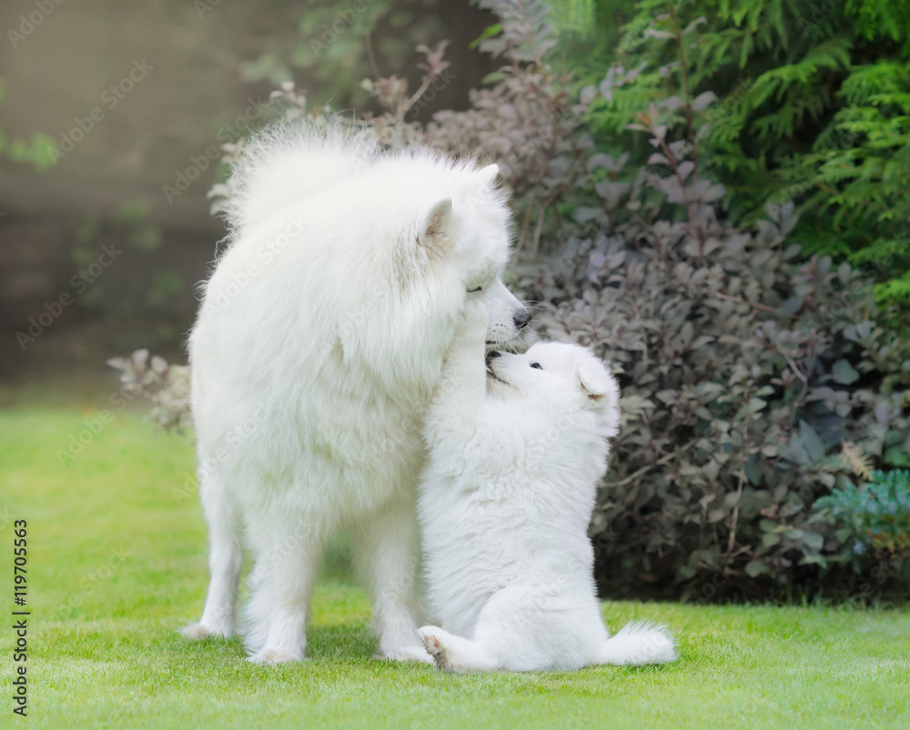 Samoyed dog. Dog mother with puppy playing