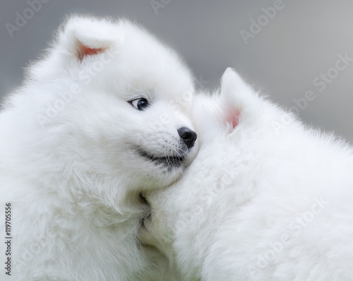 Two puppies of Samoyed dog