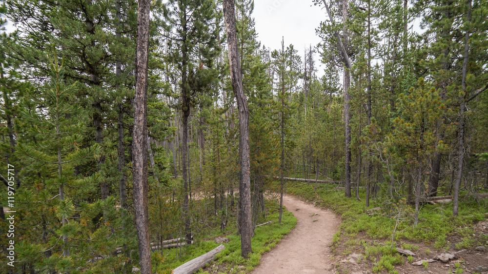 A path in the thick pine forest. Beautiful forest. Pelican Creek Nature Trail, Yellowstone National Park, Wyoming