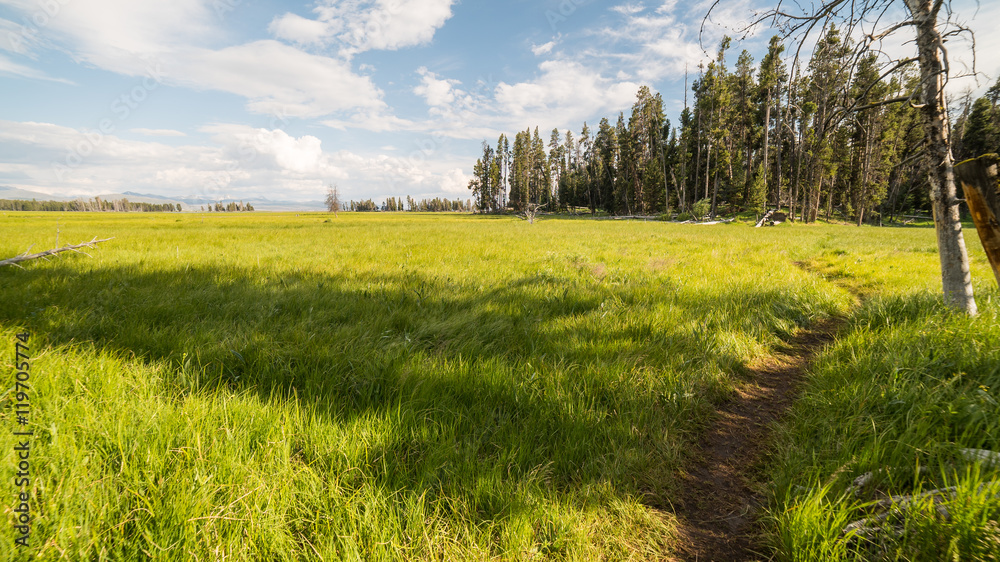 Obraz premium The path through the green valley. Beautiful forest. Pelican Creek Nature Trail, Yellowstone National Park, Wyoming