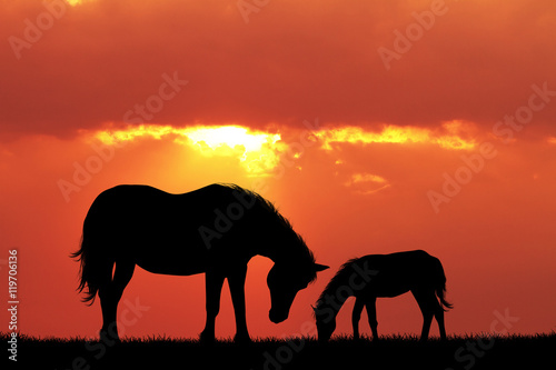 horse and pony at sunset