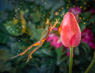 Wandcirkels Kikker Kikker springt naar tulp met waterdruppel  © FreebillyPhotography