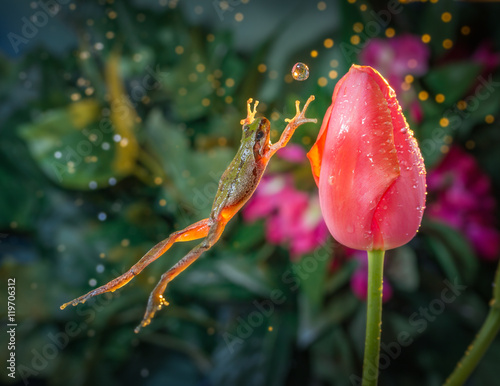 Catch the ball - Frog jumps toward a tulip in time as if to catch the water ball.