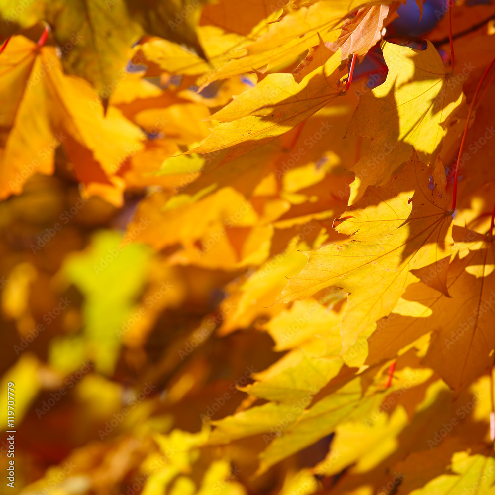Fototapeta premium Autumn leaves background