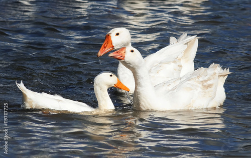 three white goose floating on a blue lake