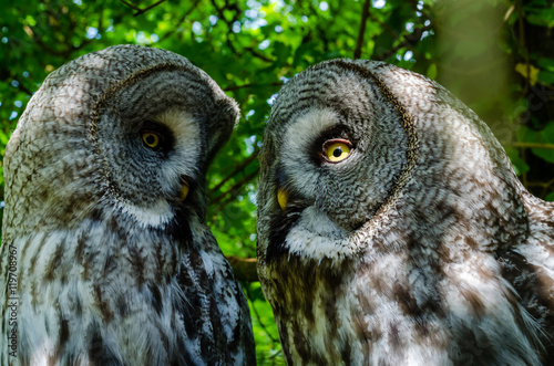 Owl talk
