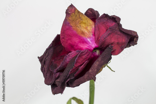 pink rose wither on white background