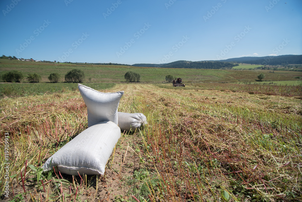 Fototapeta premium sacks of buckwheat on harvested field