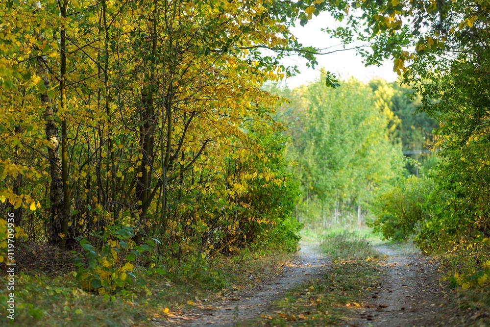 Obraz premium Autumnal alley, sandy road and colorful leaves