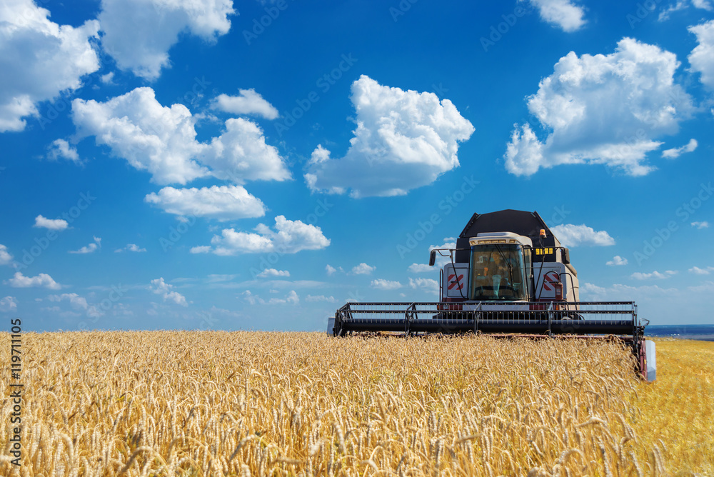 Fototapeta premium Harvester on a field of wheat