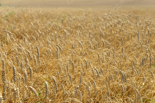 Ripe wheat close-up