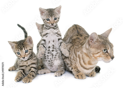 bengal kitten and mother