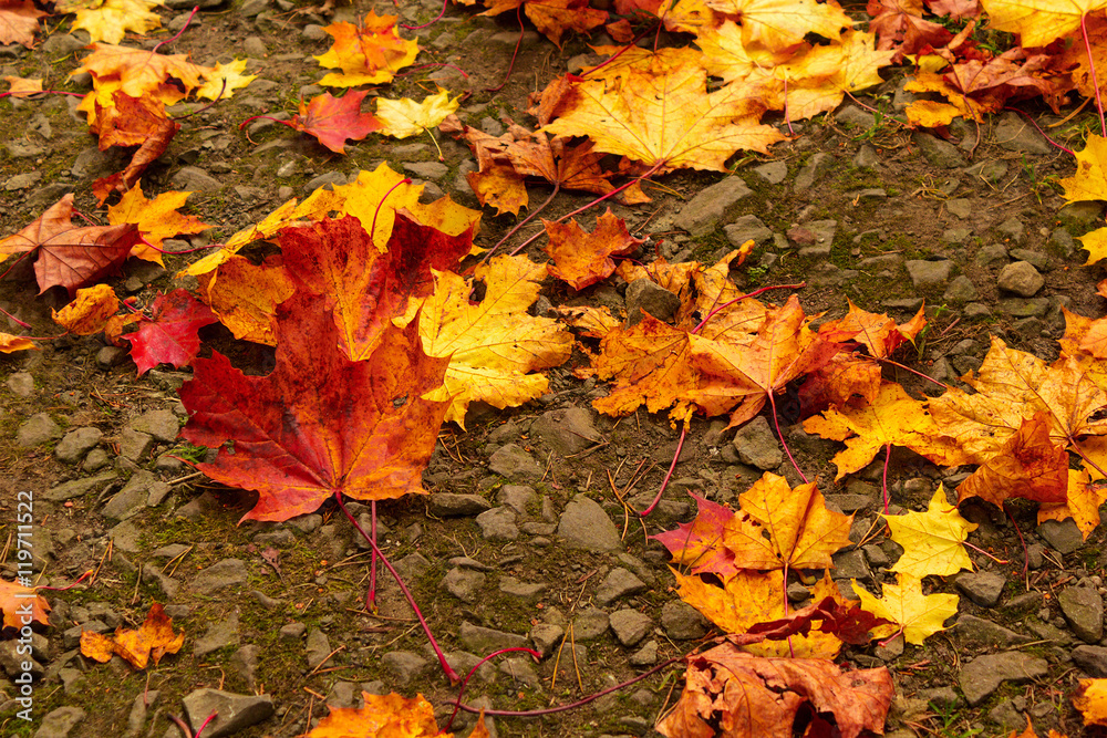 Beautiful autumn leaves on the ground