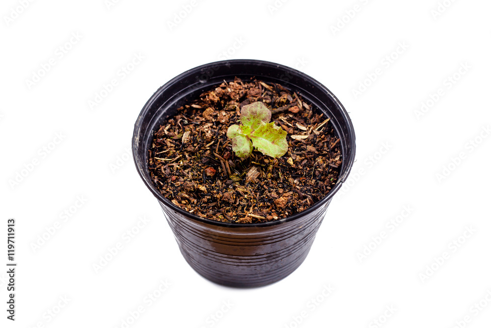 Red oak lettuce leaf in pot isolated on white background. Red oak lettuce leaf in pot isolated on white background.