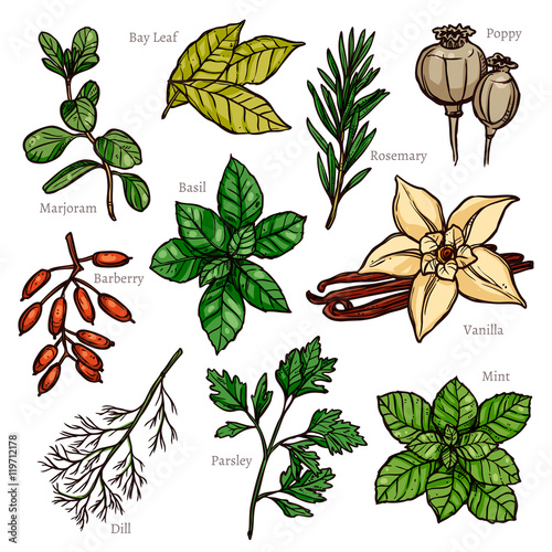 Sketch Herbs And Spice Color Collection In Hand Drawn Style