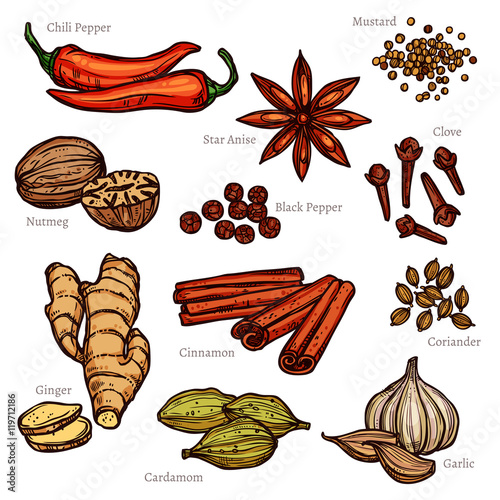 Sketch Herbs And Spice Color Set In Sketch Style