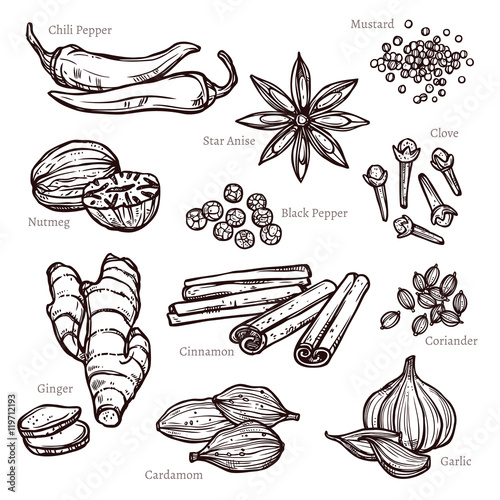 Sketch Herbs And Spice Set In Sketch Style