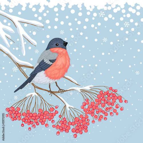Winter Card with Bullfinch on the branch of rowan
