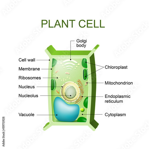 Plant cell anatomy