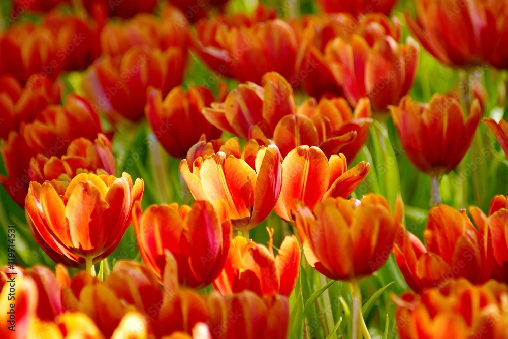 Beautiful orange tulip flower field in garden Beautiful orange tulip flower field in garden