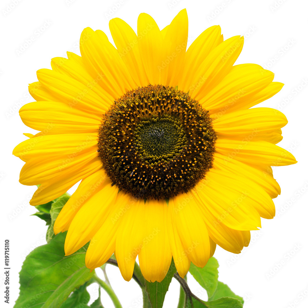 Fototapeta premium Flower of sunflower isolated on white background