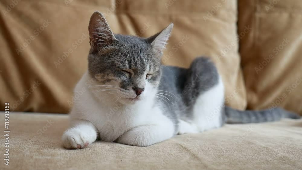 cat home sitting video on the couch cat home sitting video on the couch