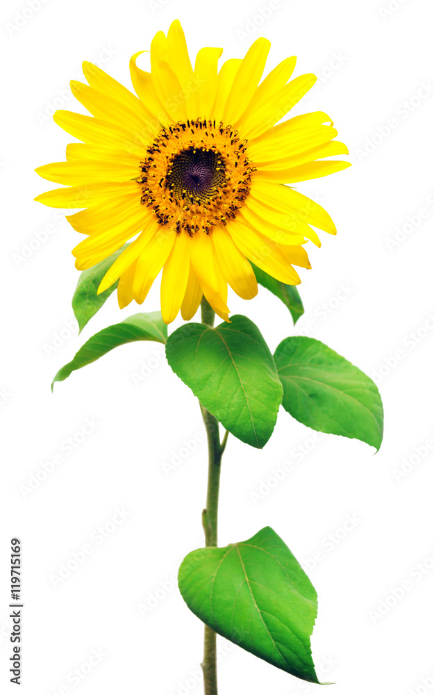 Obraz premium Flower of sunflower isolated on white background