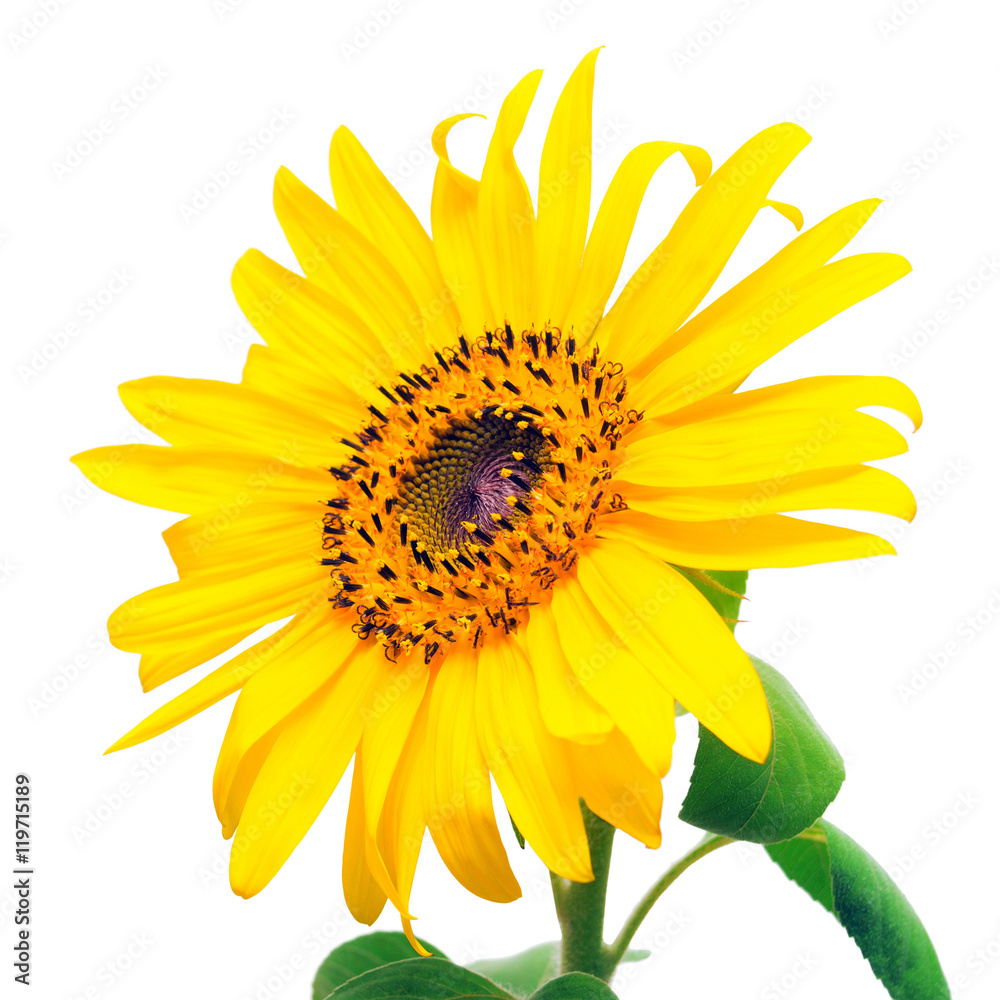 Naklejka premium Flower of sunflower isolated on white background
