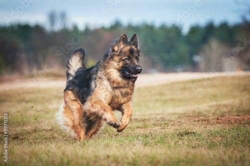 German shepherd dog running on the field © Rita Kochmarjova