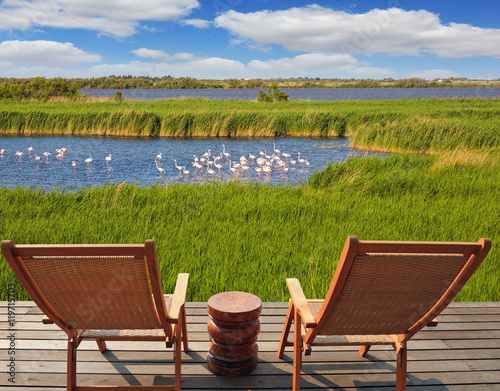  Flock of pink flamingos in Park Camargue